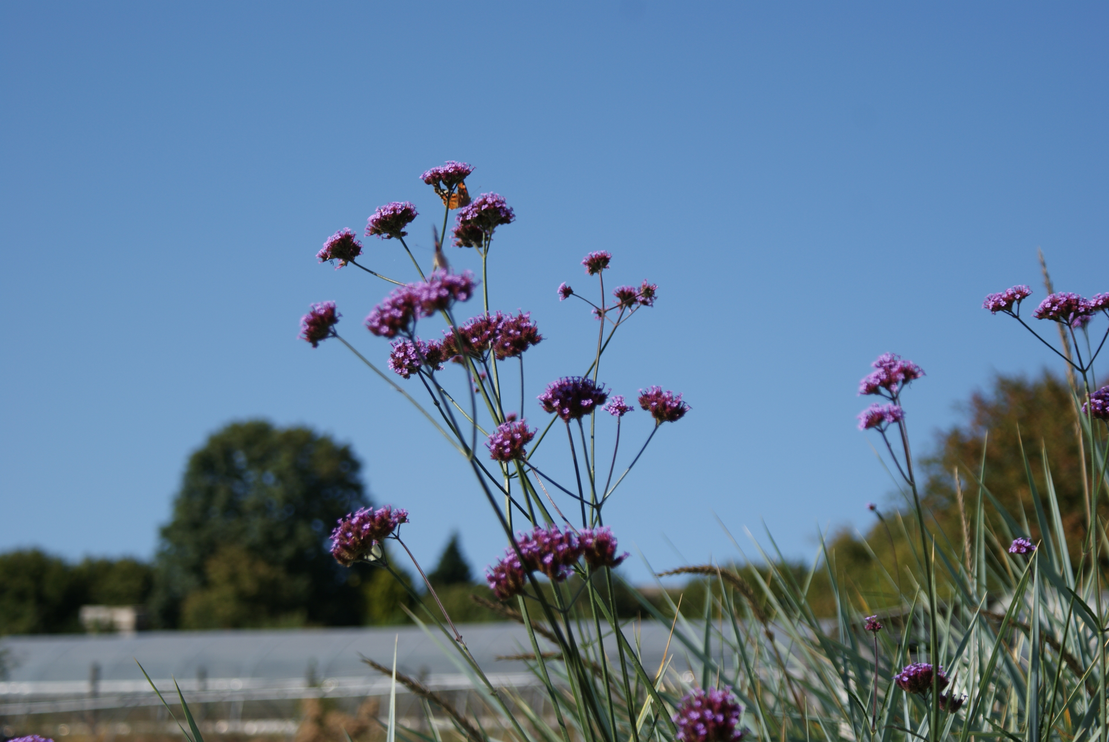 Verbena bonariensis (verveine de buenos aires)